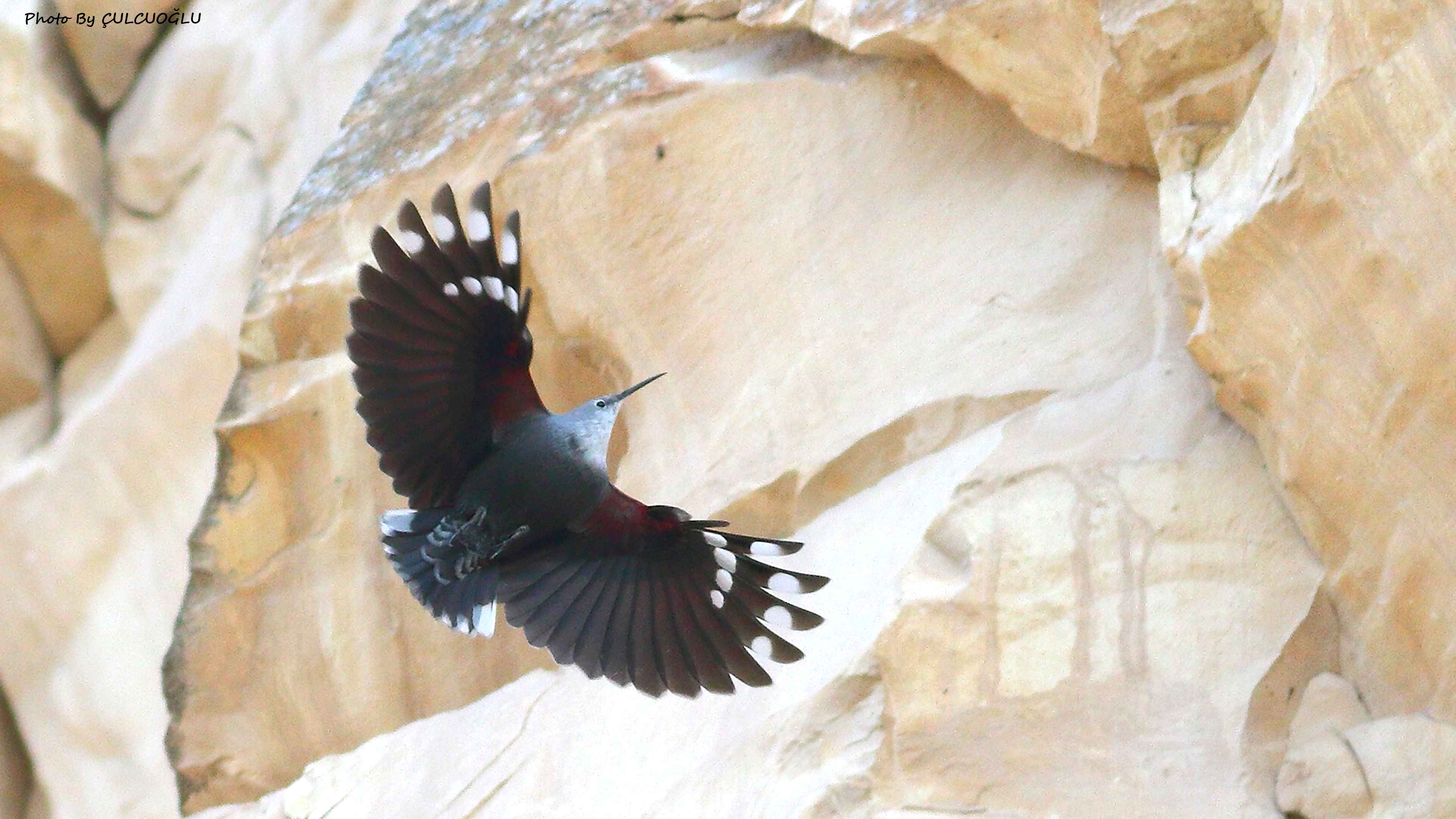 Wallcreeper